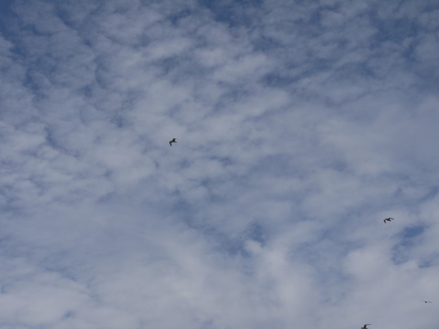 P1040342