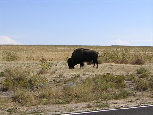 buffalo-on-antelope-island