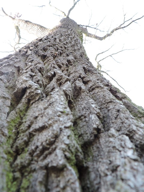 DSCN2274