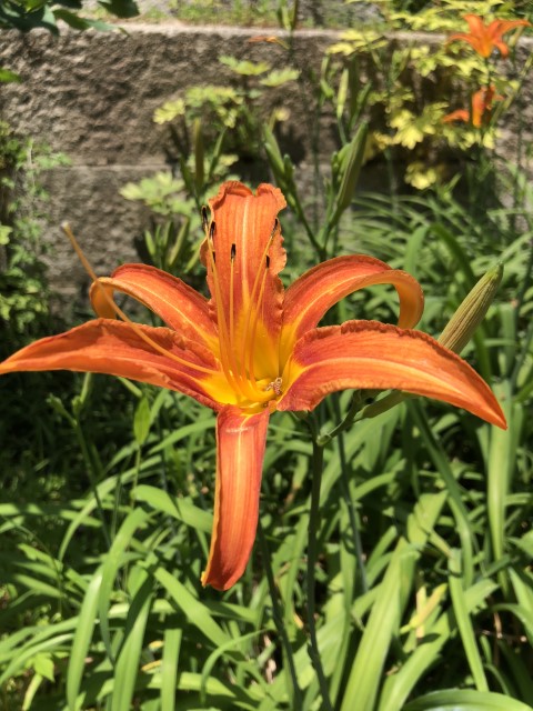 20180615 042746858 iOS