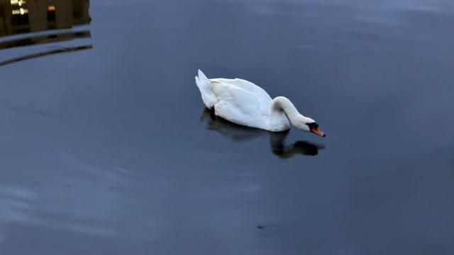 IMG 0414