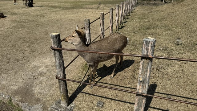 IMG 1752
