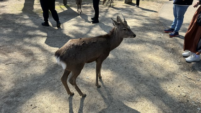 IMG 1862