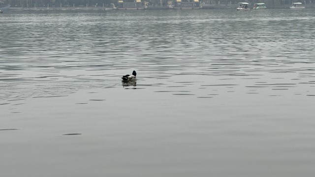 IMG 4379