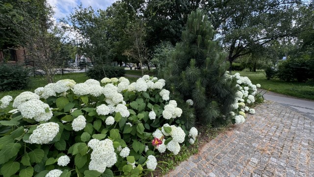 IMG 9696