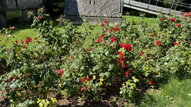 IMG 0208