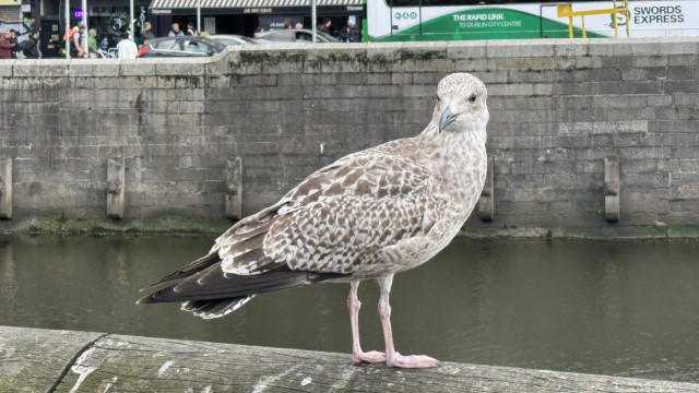 IMG 1747