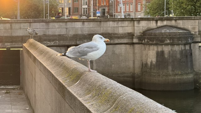 IMG 1926