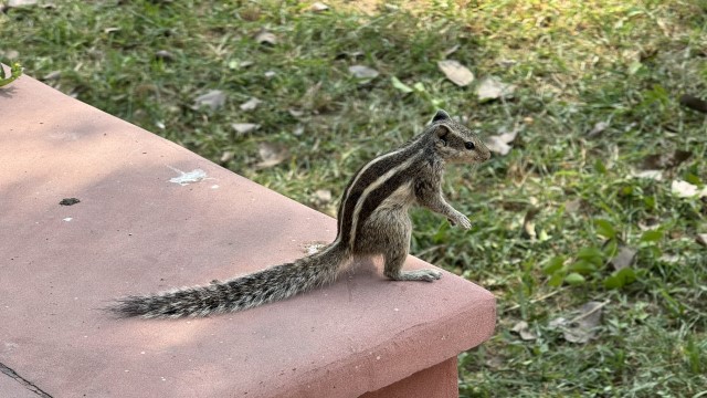 IMG 3578