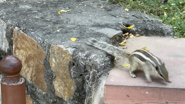 IMG 3675