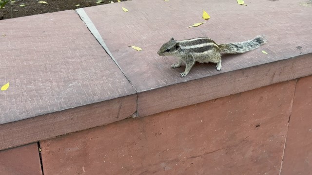 IMG 3677