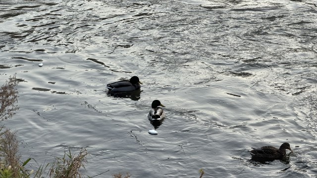 IMG 8935