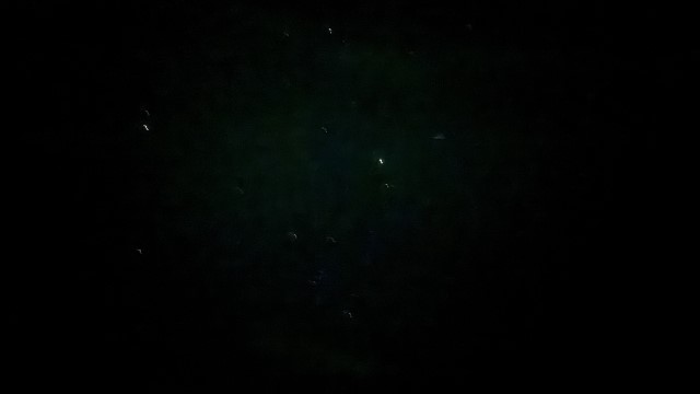 IMG 0478