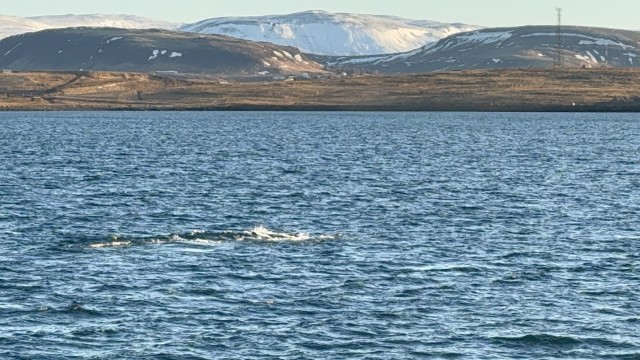 IMG 0071