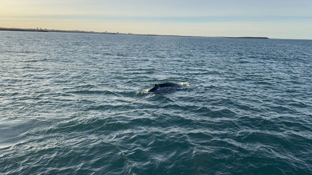 IMG 0074