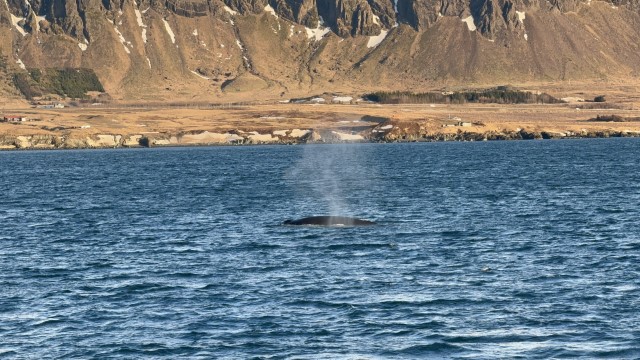 IMG 0078
