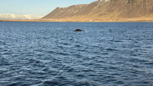 IMG 0085