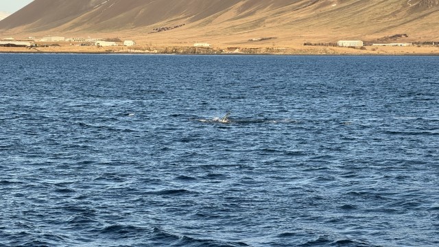 IMG 0086