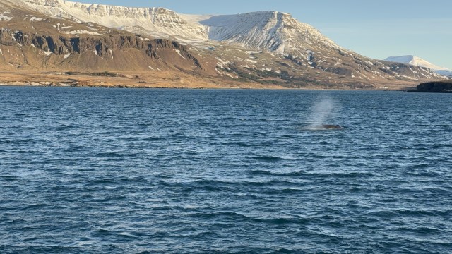 IMG 0094