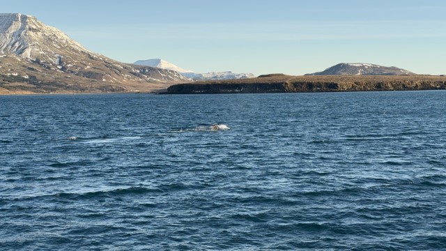 IMG 0096