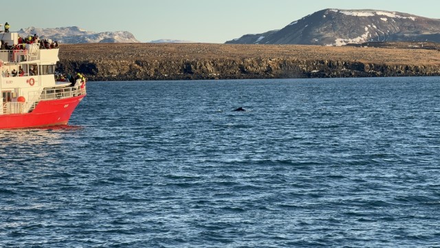 IMG 0129