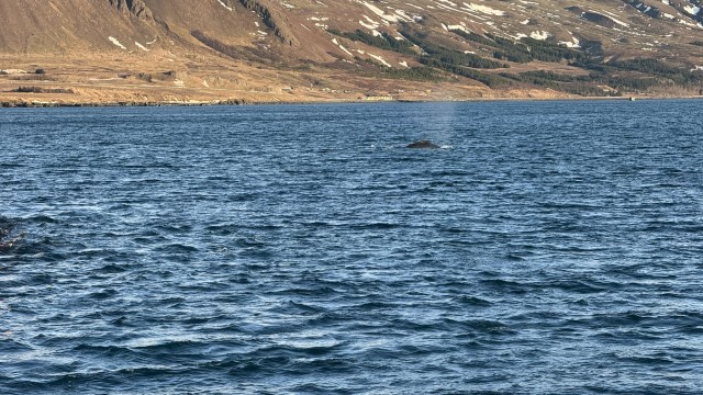 IMG 0135