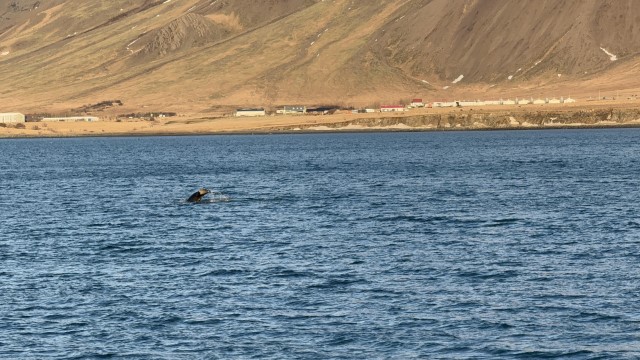IMG 0157