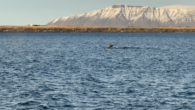 IMG 0165