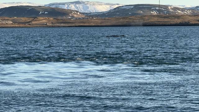 IMG 0188