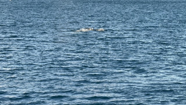 IMG 0201