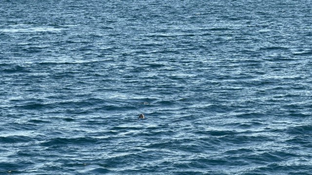 IMG 0202