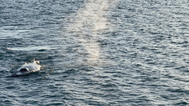 IMG 0241