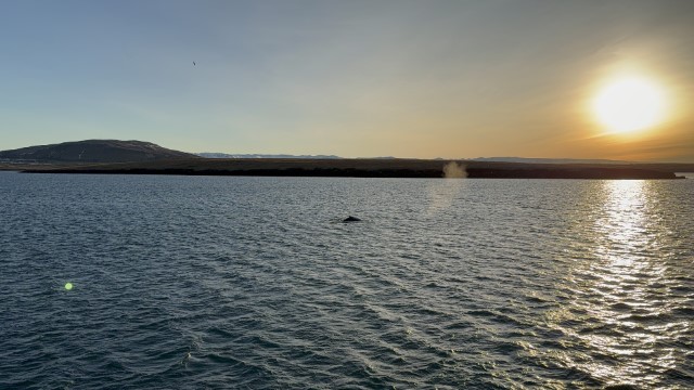 IMG 0254
