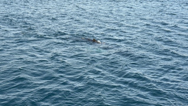 IMG 0273