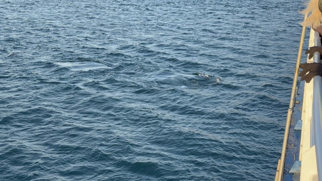 IMG 0274