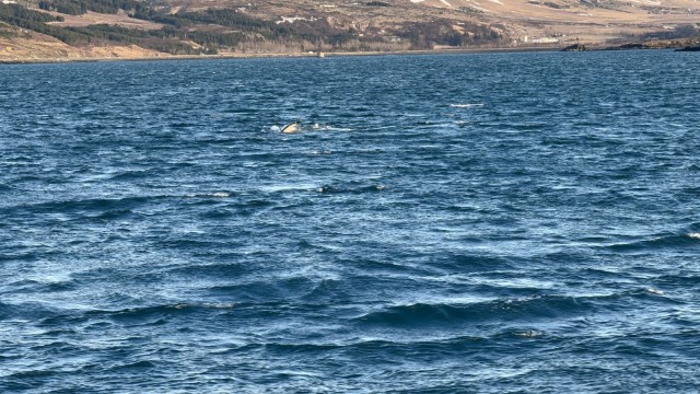 IMG 0299