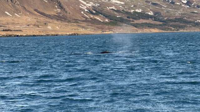 IMG 0305