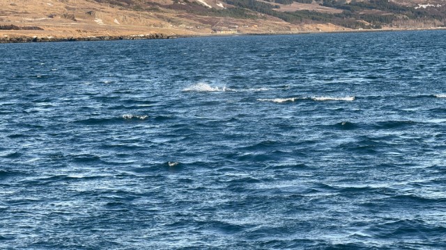 IMG 0310