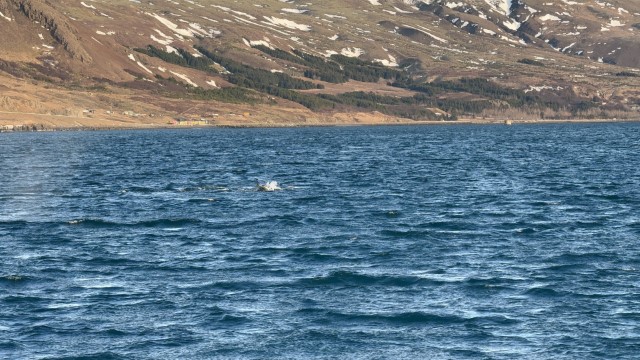 IMG 0322
