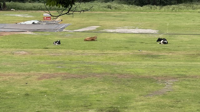 IMG 3417