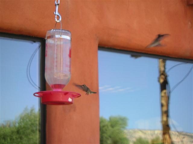 humming-birds-drinking-1