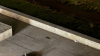 IMG 1550